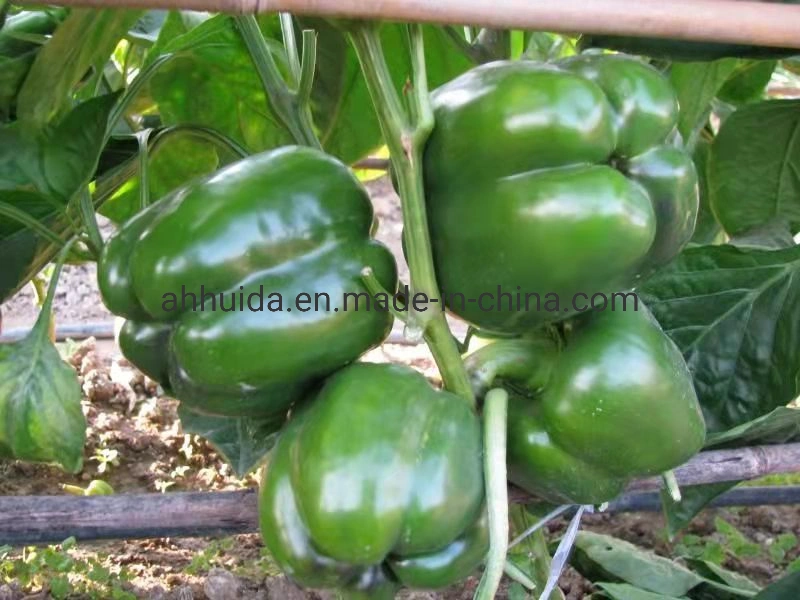 HD Capsicum Dark Green Thick Flesh Sweet Pepper Seeds