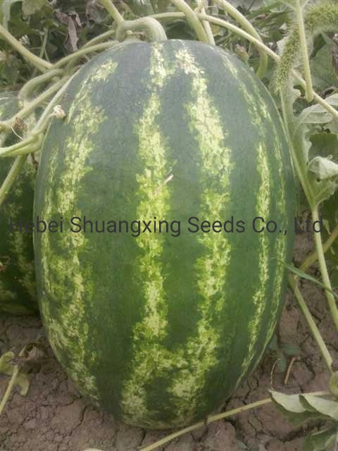 Large Size Seedless Watermelon Seeds Hybrid Vegetable Seed