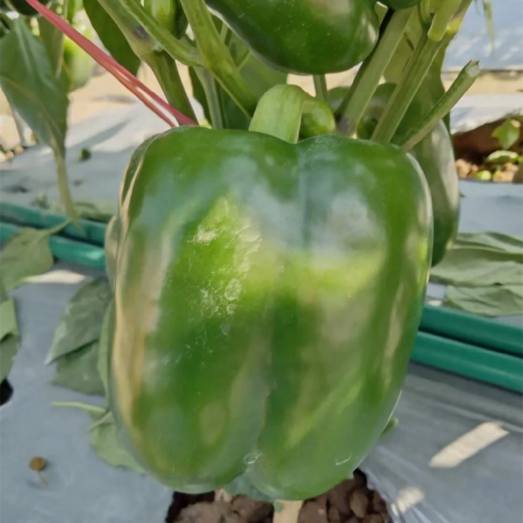 Hot Sale Hybrid F1 Deep Green Sweet Pepper Seeds for Growing-The Lord