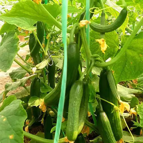 Heat Resistant Hybrid Fruit Cucumber Seeds Can for Summer Growing-Hot King No. 2