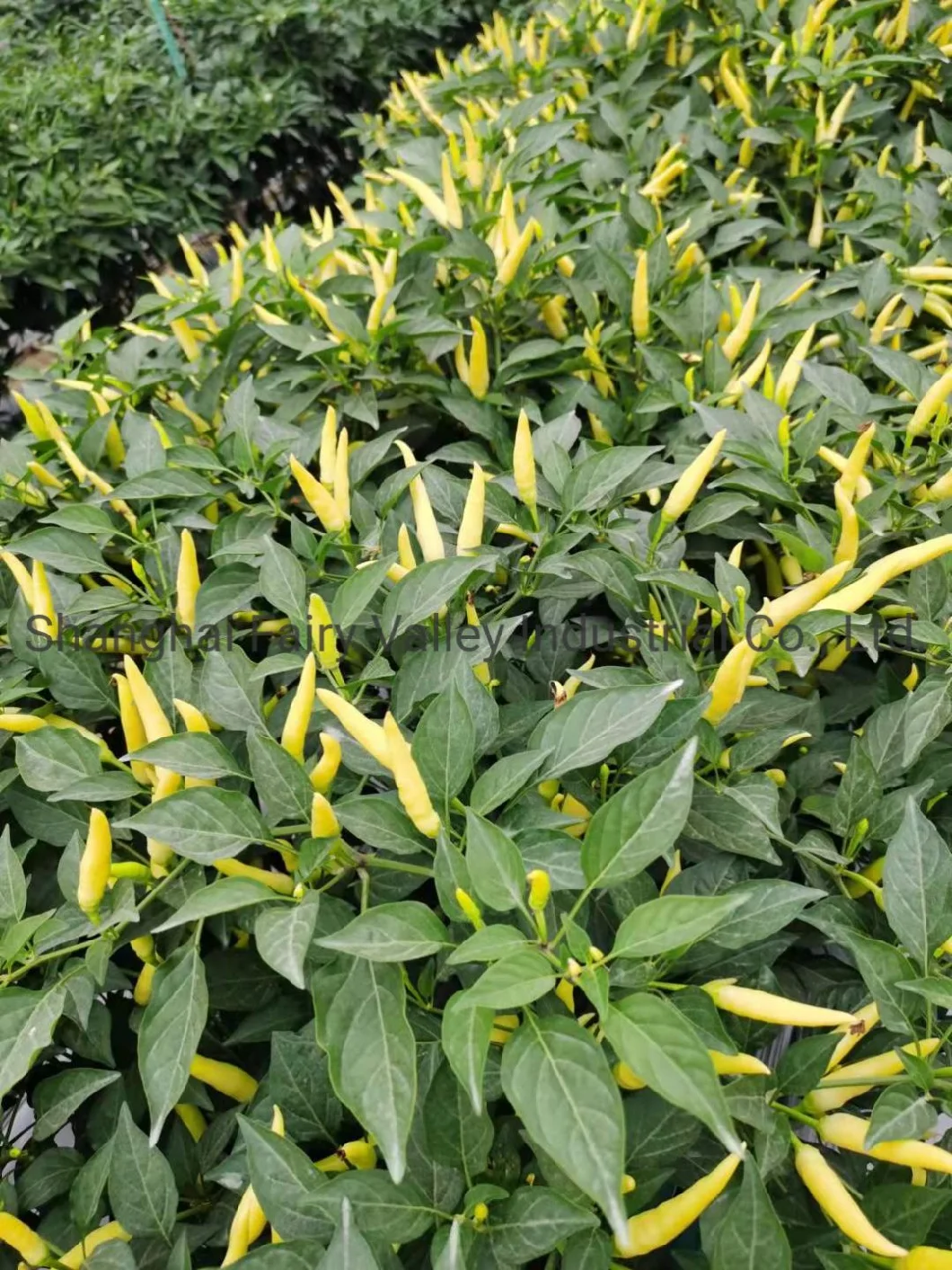 Hybrid F1 White Hot Pepper Seeds for Planting-Korean White Rice Pepper No. 2