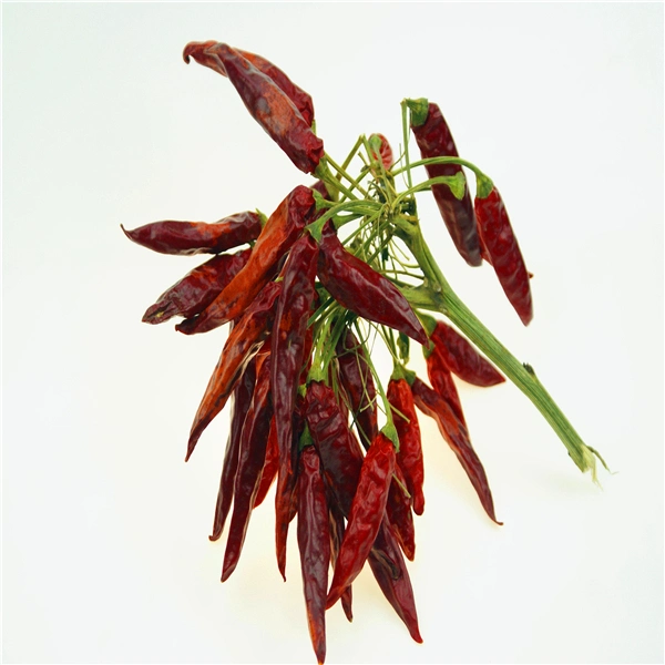 Wholesale Hybrid F1 Hot Chilli Seeds Vegetable Seeds for Spice From China