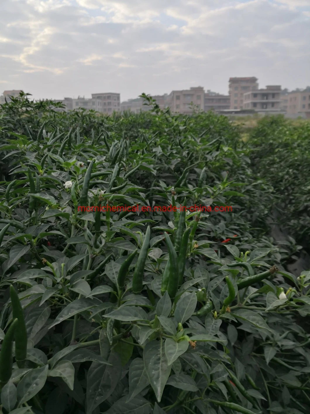 China Supplier F1 High Yield Hybird Red Chilli Pepper Seeds for Plant