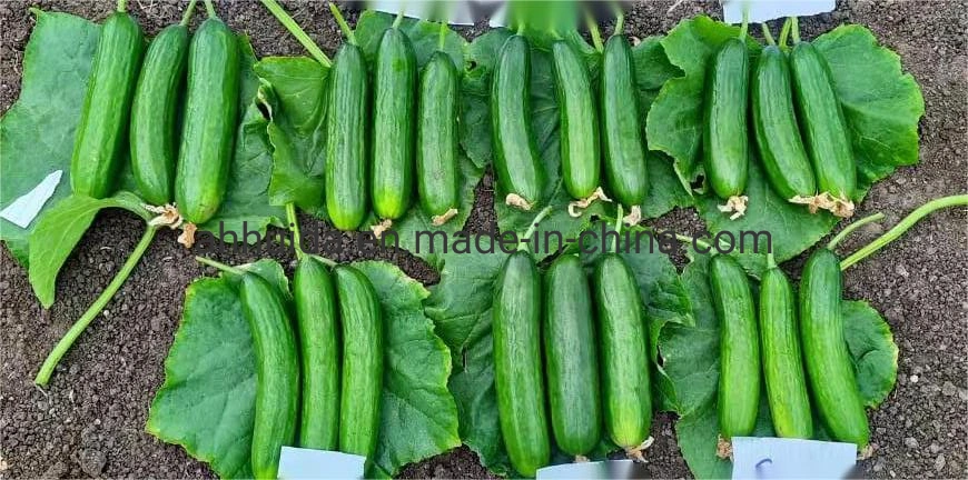 HD Cucumis Green Beauty Long Cucumber Seeds for Sowing