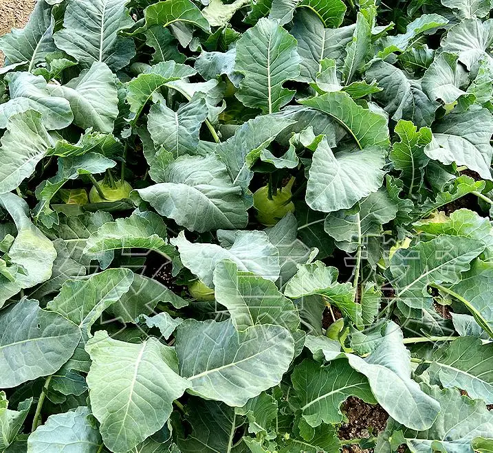 Crisp and Tender Fresh Kohlrabi Seeds