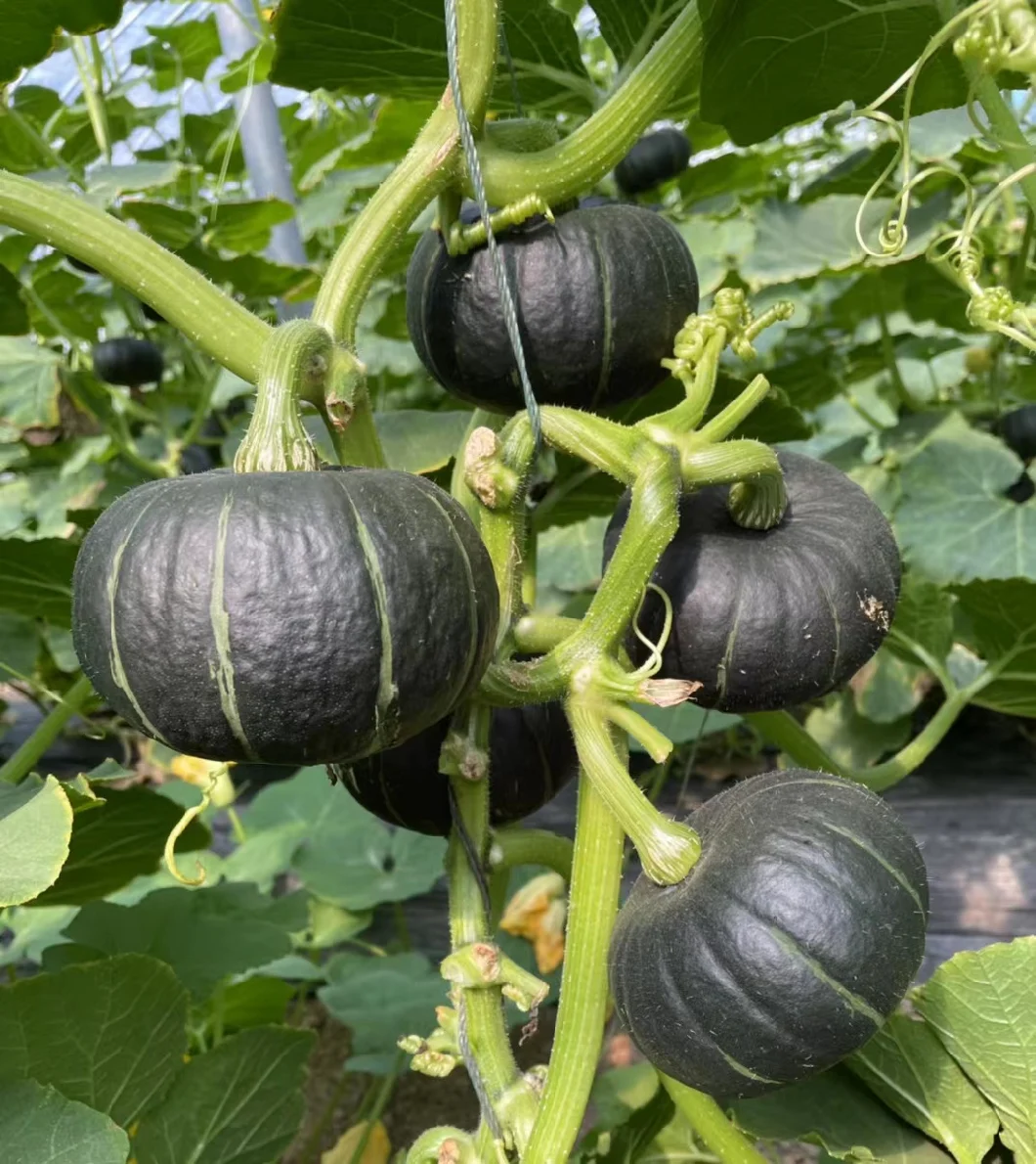 Early Maturing and High Yield Green Shell Pumpkin Seeds