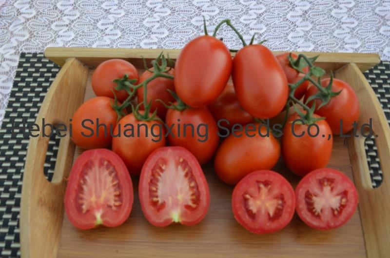 Big Oval Determinate Hybrid Tomato Seeds Vegetable Seed for Sowing