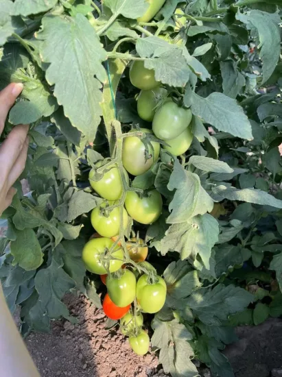 Sementes de Tomate Híbridas Ovais Determinadas Grandes Sementes de Hortaliças para Semear