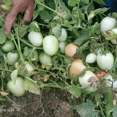 Resistência ao Calor Tamanho Grande Forma Oval Determinado Sementes de Tomate Híbrido Sementes de Legumes para Plantar