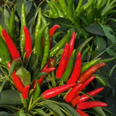 Sementes de pimenta malagueta híbrida de alto rendimento F1 cluster vermelho para cultivo - rei coreano de pimenta malagueta