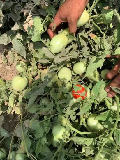 Sementes de Tomate Híbrido Determinado Oval Tamanho Grande Df12 Sementes de Legumes para Venda Imperdível