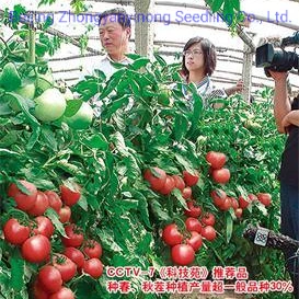 Sementes de Hortaliças Híbridas F1 Cor Rosa Verde Indeterminado Sementes de Tomate para Plantar