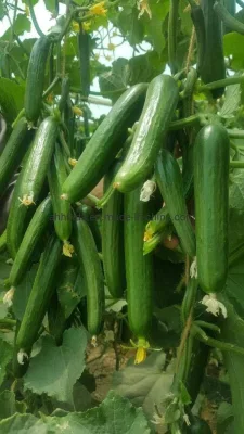 HD Cucumis Green Beauty Sementes Longas de Pepino para Semear