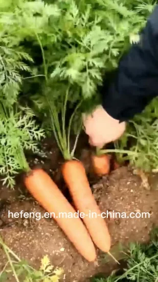 Sementes de cenoura lisas chinesas de boa qualidade