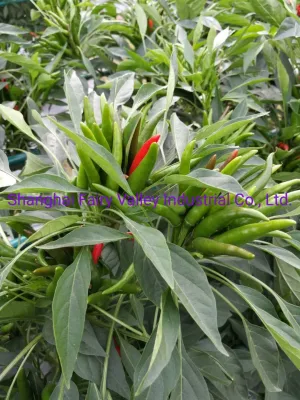 Hybrid F1 Red Cluster Pepper Chilli Seeds Sementes de vegetais para cultivo-Sky King Star No. 2