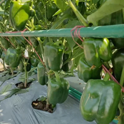 Venda imperdível Sementes de pimenta doce híbrida F1 verde profundo para cultivo - O Senhor