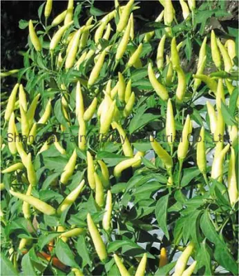 Sementes de Pimenta Branca Híbrida F1 para Plantar - Pimenta de Arroz Branca Coreana No. 2
