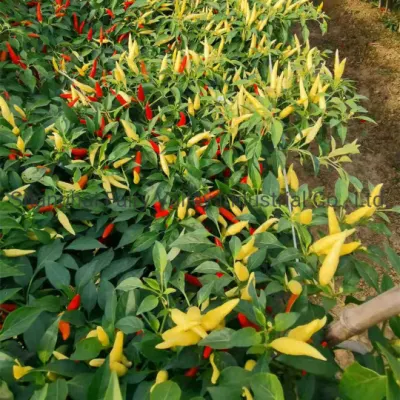 Sementes de Pimenta Híbrida F1 Simples Vertical para Cultivo - Pimenta de Arroz Branco Coreana Nº 1