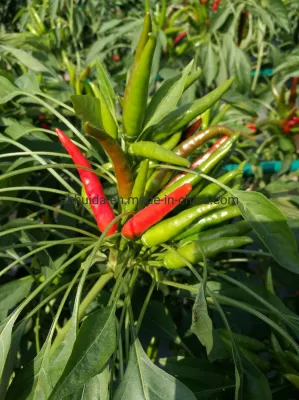 HD Capsicum Híbrido Vertical Chili Pepper Seeds of Cluster